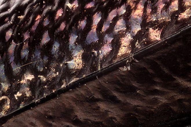 Premijera: MEDDU - Groove Desgarrado