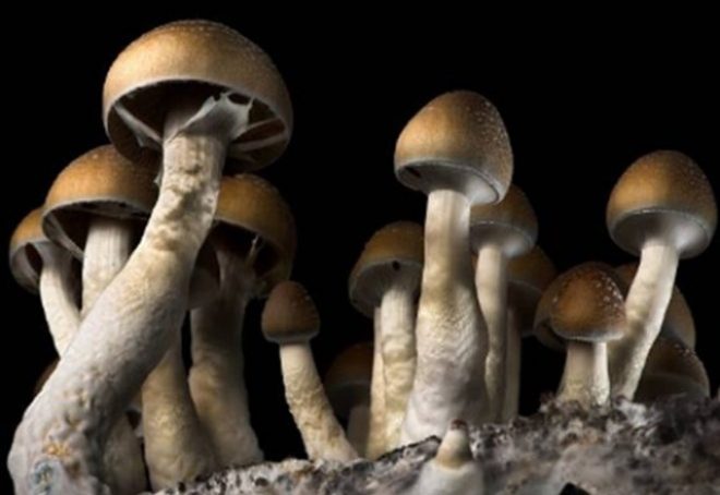 Čarobne gljive mogle bi biti učinkovite poput većine uobičajenih antidepresiva