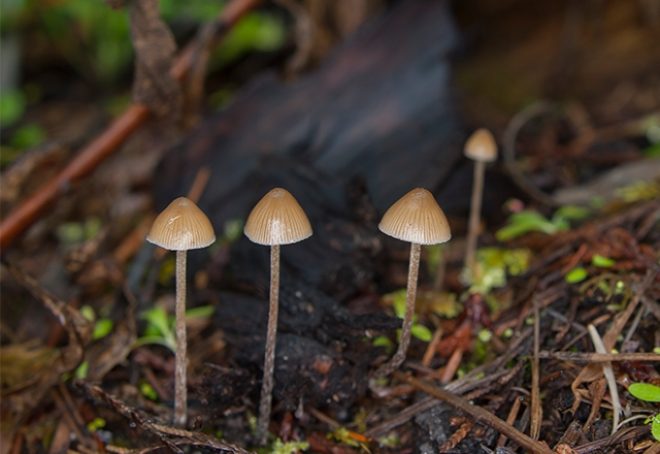 Čarobne gljive mogu se koristiti za liječenje teške depresije, kaže novo istraživanje