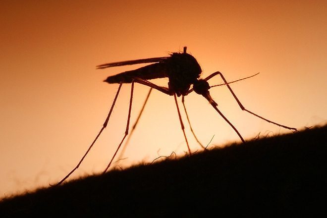 Studija pokazala kako Skrillexova glazba štiti od uboda komaraca