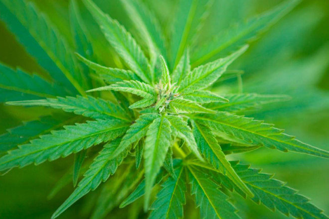 Australski Zeleni najavljuju kampanju za legalizaciju kanabisa