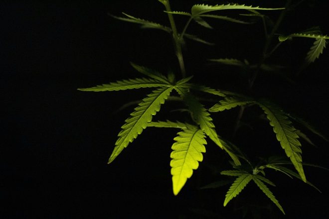 Njemačka objavila prvi nacrt zakona za legalizaciju kanabisa