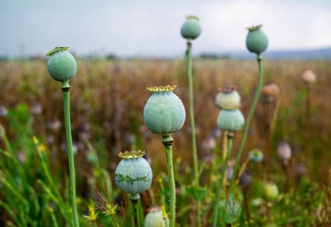 Tajland odobrio medicinsku upotrebu opijuma i čarobnih gljiva